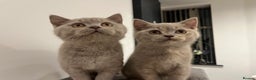 British Shorthair cats for sale: Pedigree British Shorthair Kittens Golden & Lilac - Advert 5