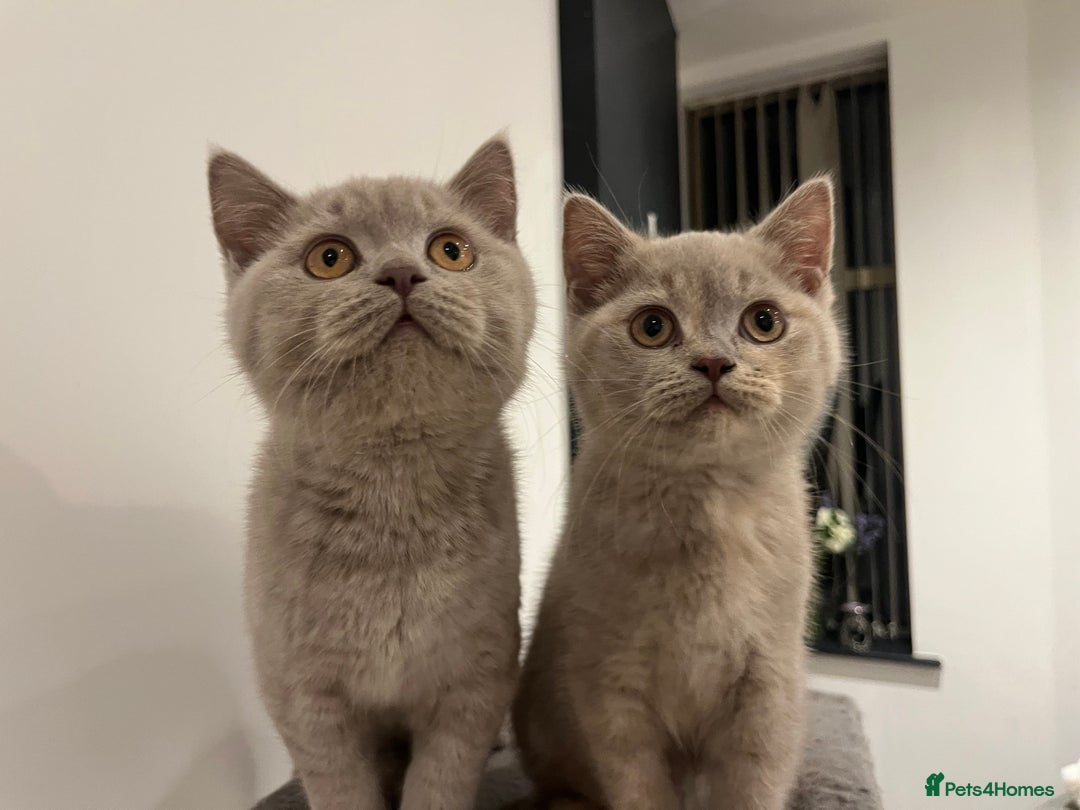 British Shorthair cats for sale: Pedigree British Shorthair Kittens Golden & Lilac - Advert 5