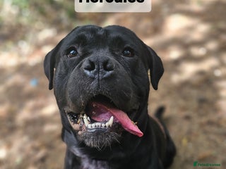 Mixed Breed dogs - Advert 10