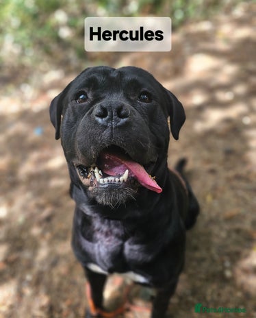 Mixed Breed dogs - Advert 7