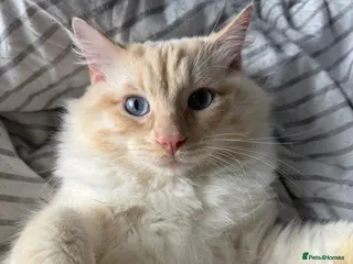 Ragdoll cats Red point Ragdoll - Advert 1