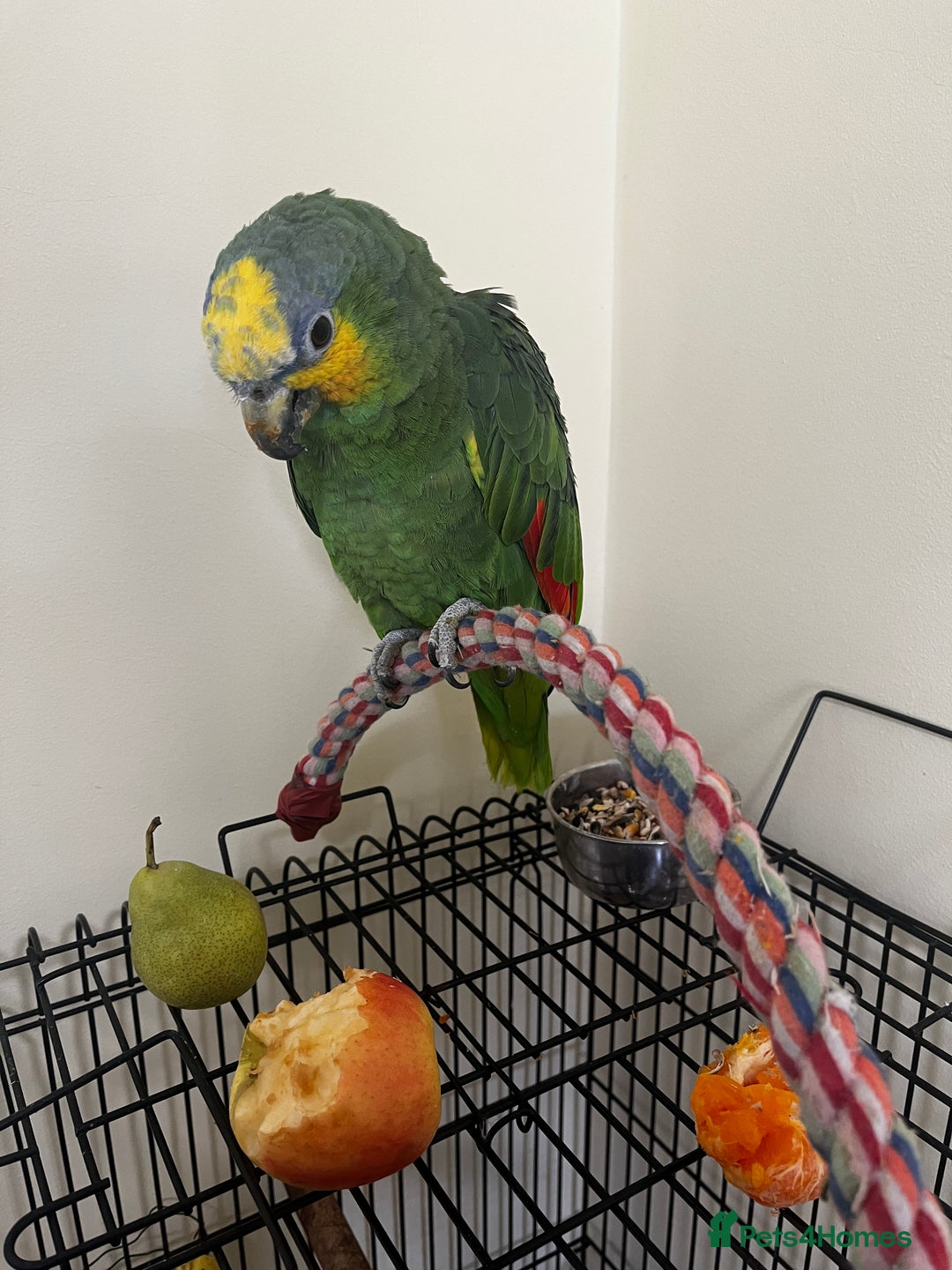 Mixed Breed birds for sale: Orange Winged Amazon Parrot and Lutino Cockatiel - Image 2