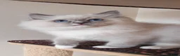 Ragdoll cats for sale: BEAUTIFUL RAGDOLLS KITTENS GCCF REGISTERED  - Advert 7