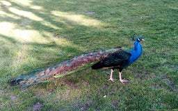 Mixed Breed birds for sale: PEACOCKS BLACK WINGED BIRDS - Image 1