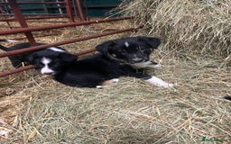 Border Collie dogs for sale: Collie pups for sale  - Image 8