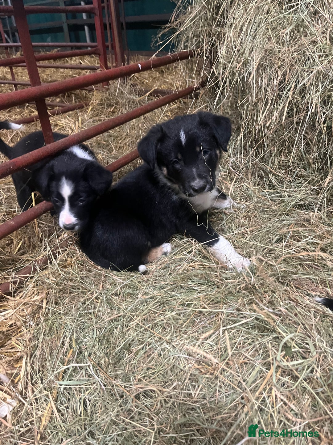 Border Collie dogs for sale: Collie pups for sale  - Image 8