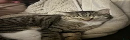 Mixed Breed cats for sale: Tortoise Shell Female 2 years old  - Advert 5