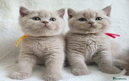 British Shorthair cats for sale: GCCF British Shorthair Kittens Champion Bloodline  - Image 16