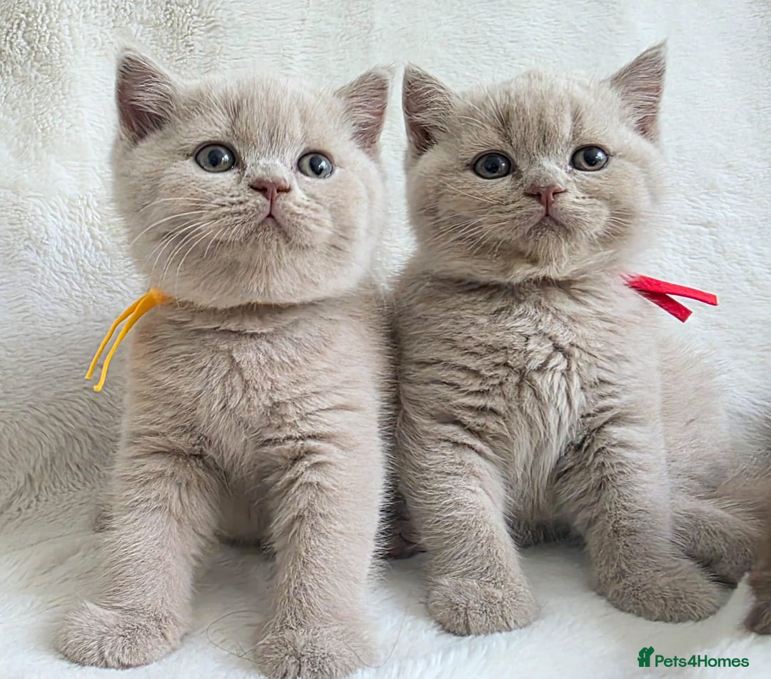 British Shorthair cats for sale: GCCF British Shorthair Kittens Champion Bloodline  - Image 16