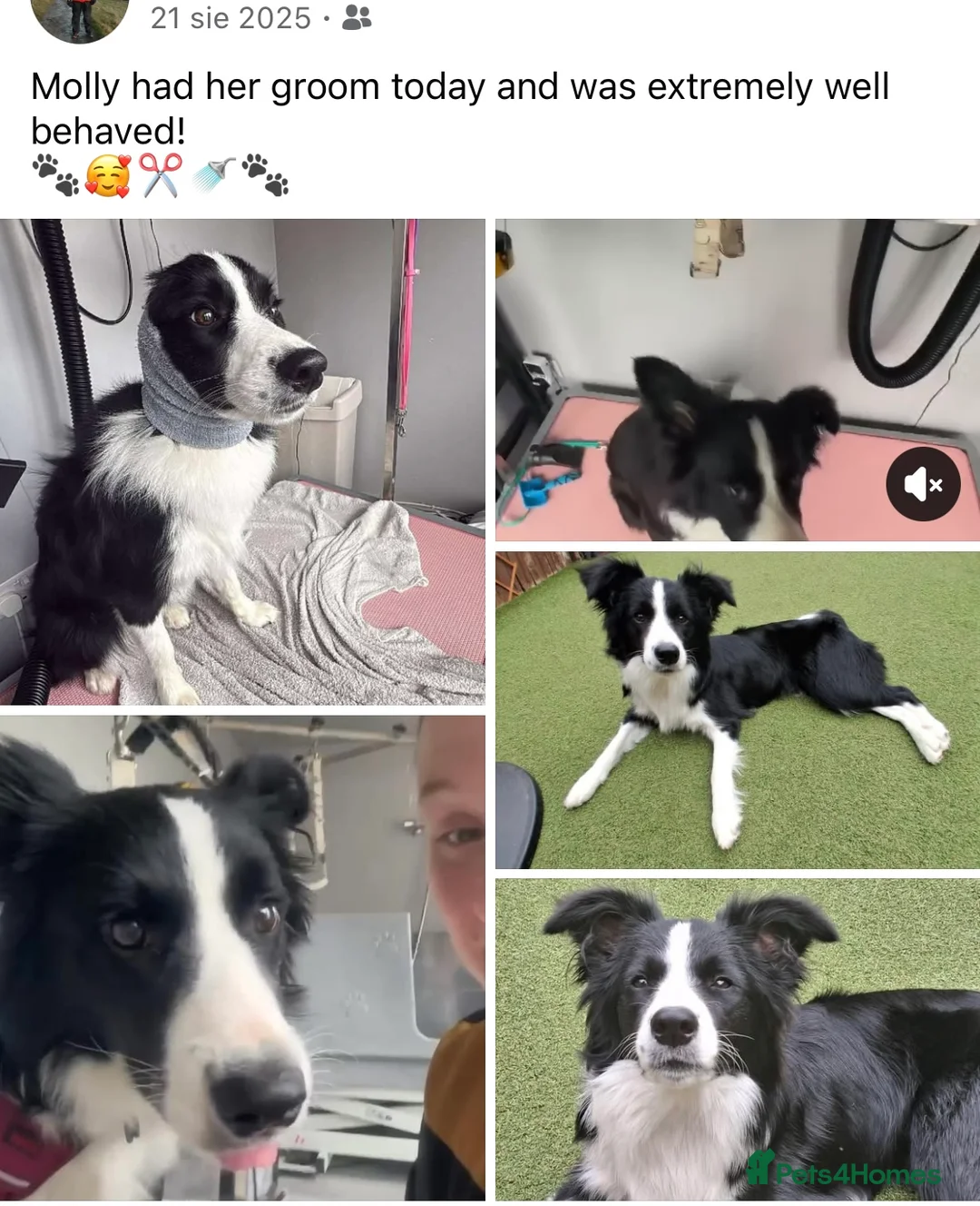 Border Collie dogs for sale: 15 months old Female Border Collie - Molly - Advert 27