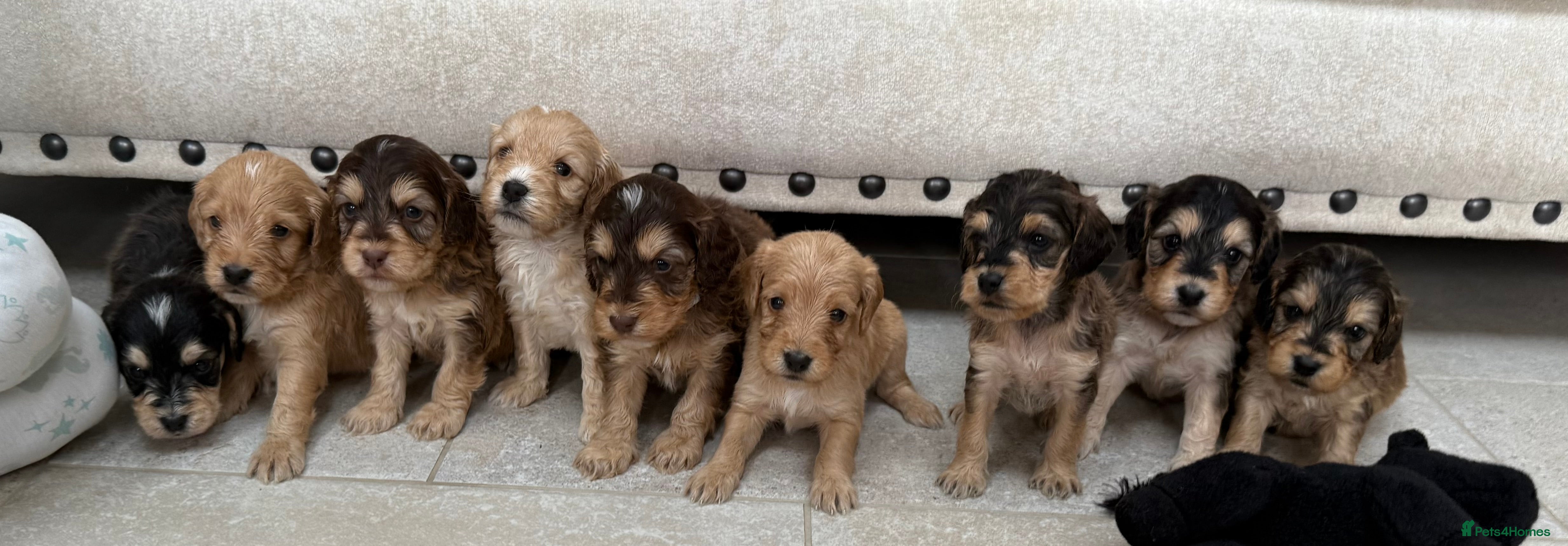 Labradoodle dogs Unique Stunning miniature doodles - Advert 1