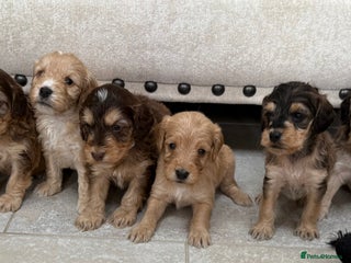 Labradoodle dogs Unique Stunning miniature doodles - Advert 1