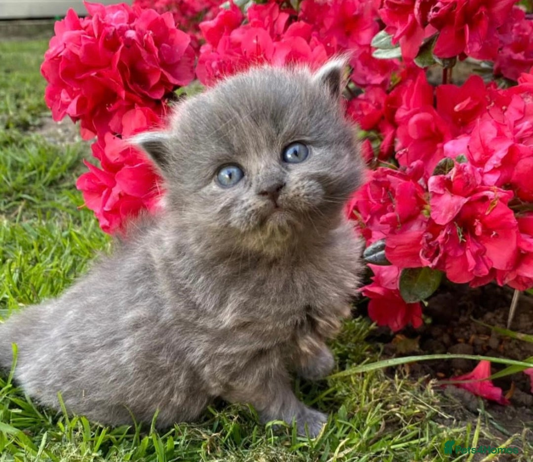 British Shorthair cats for stud: PROVEN! HEALTH TESTED! Stud (07818866006) in Holywell - Image 5