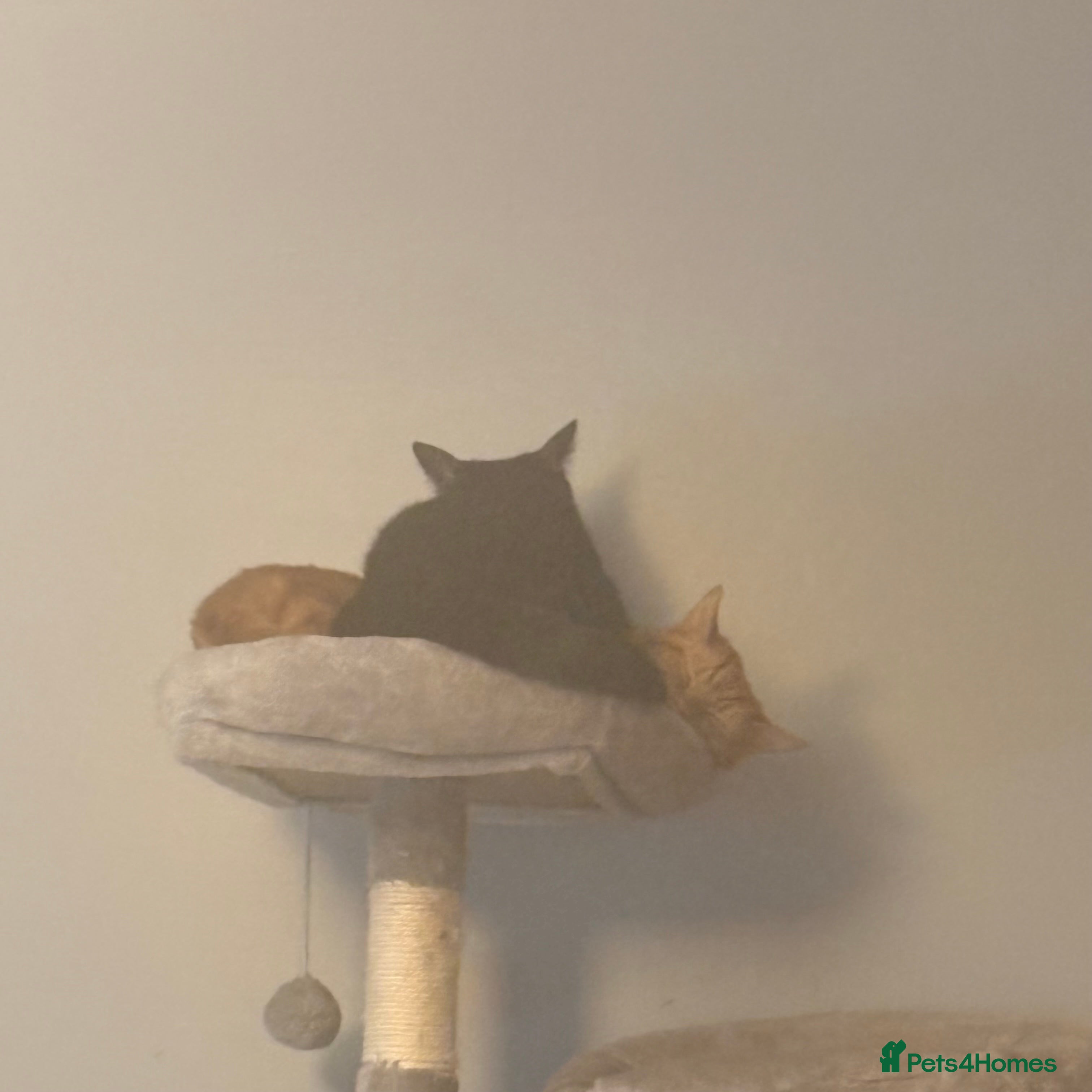 Mixed Breed cats 2 Beautiful Male Adult cats - Advert 1