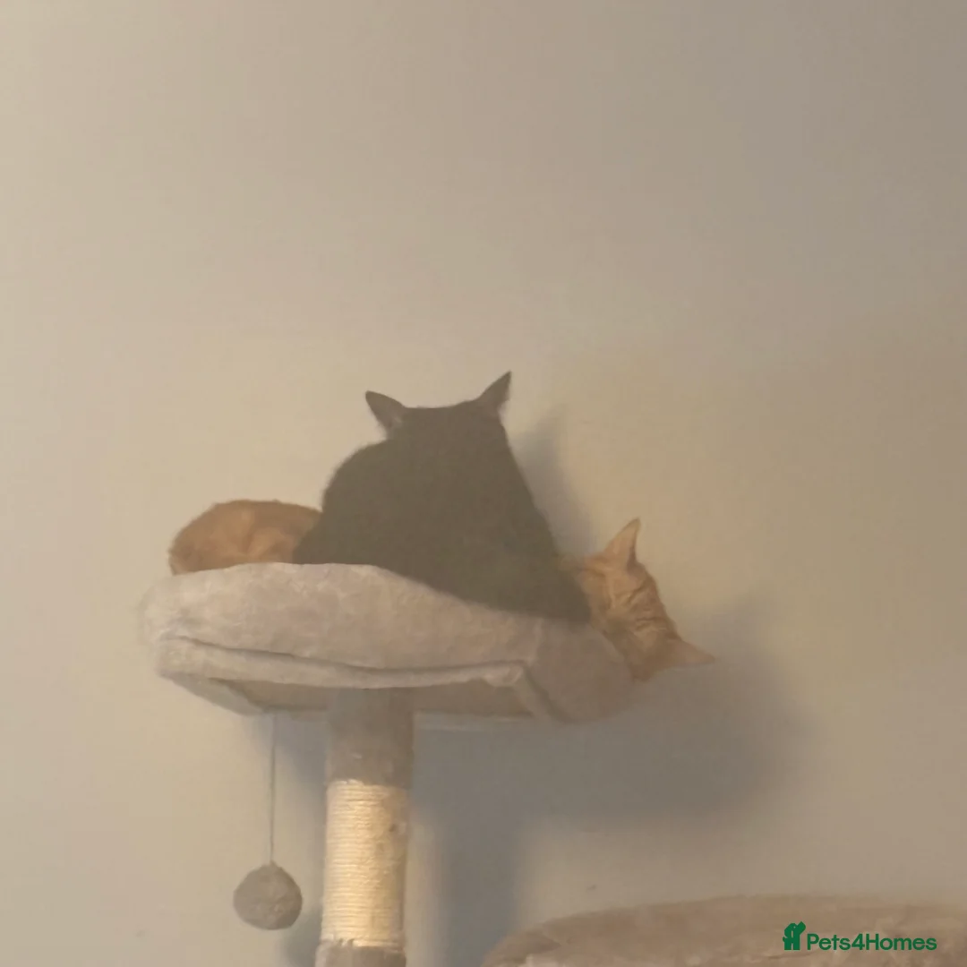 Mixed Breed cats for sale: 2 Beautiful Male Adult cats in Letchworth Garden City - Advert 1