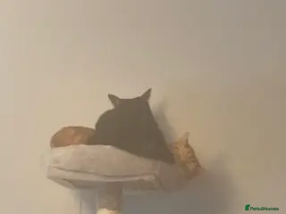 Mixed Breed cats 2 Beautiful Male Adult cats - Advert 3