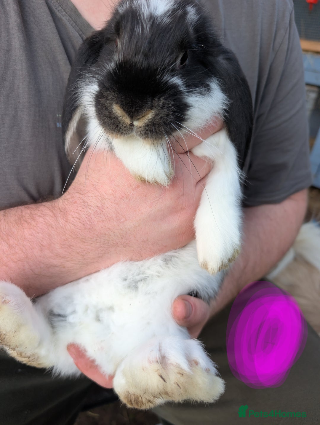 French Lop rabbits for sale: Beautiful French lops  - Image 7