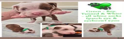 Mixed Breed dogs for sale: Stunning litter of 7 - Advert 5