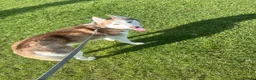 Siberian Husky dogs for sale: 5 Year Old Female Husky - Advert 2