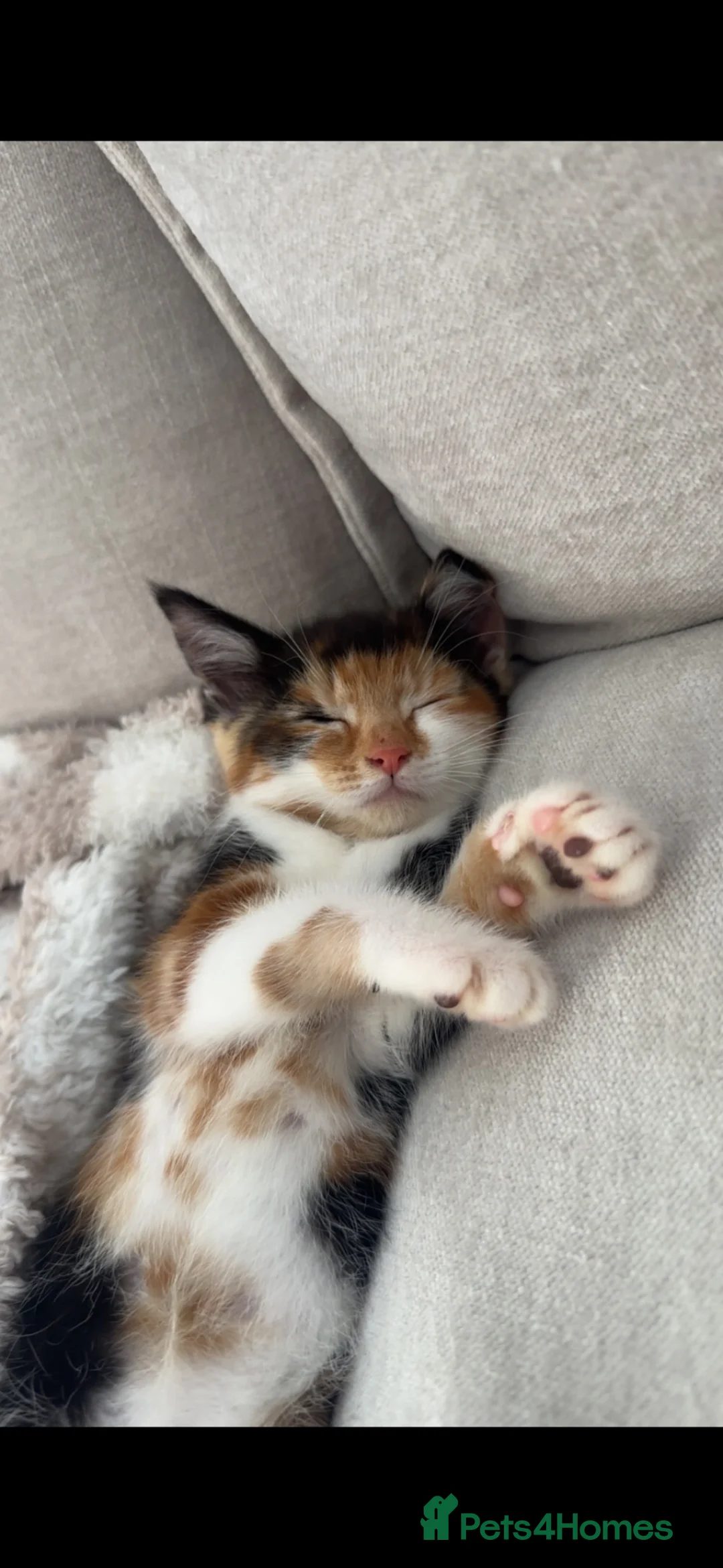 Mixed Breed cats for sale: Lola 14 weeks old  in Tadcaster - Advert 2