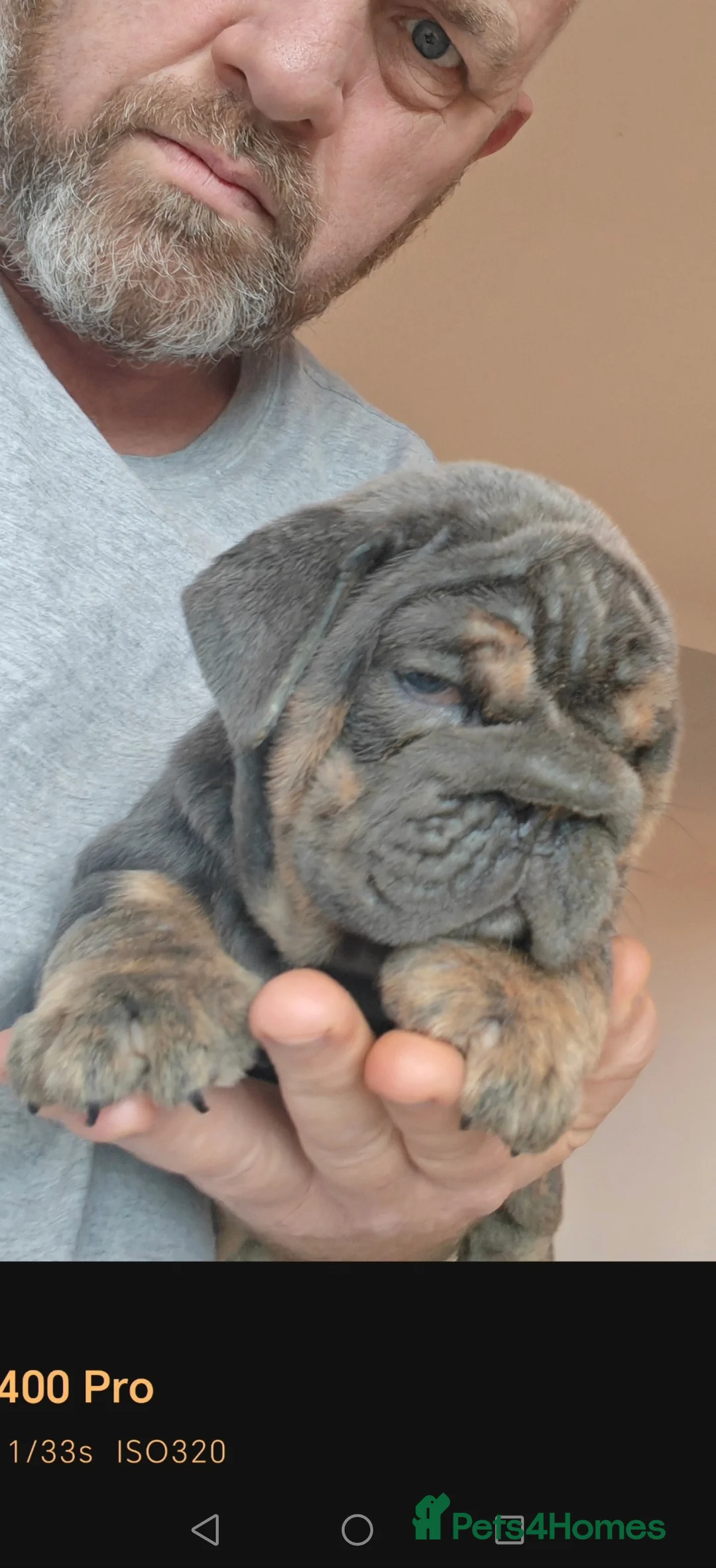 English Bulldog dogs for sale: English bulldog  - Advert 16