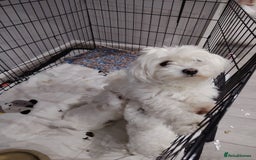 Maltese dogs for sale: Pure Maltese puppies❤️💙 - Image 2
