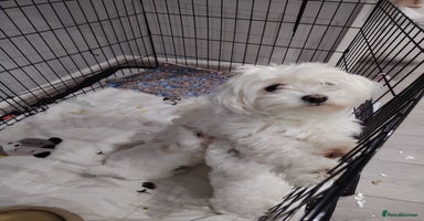 Maltese dogs - Advert 9