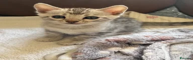 Bengal 4