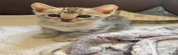 Bengal cats for sale: 🩶 Silver pure bengal kittens 🩶 - Advert 10