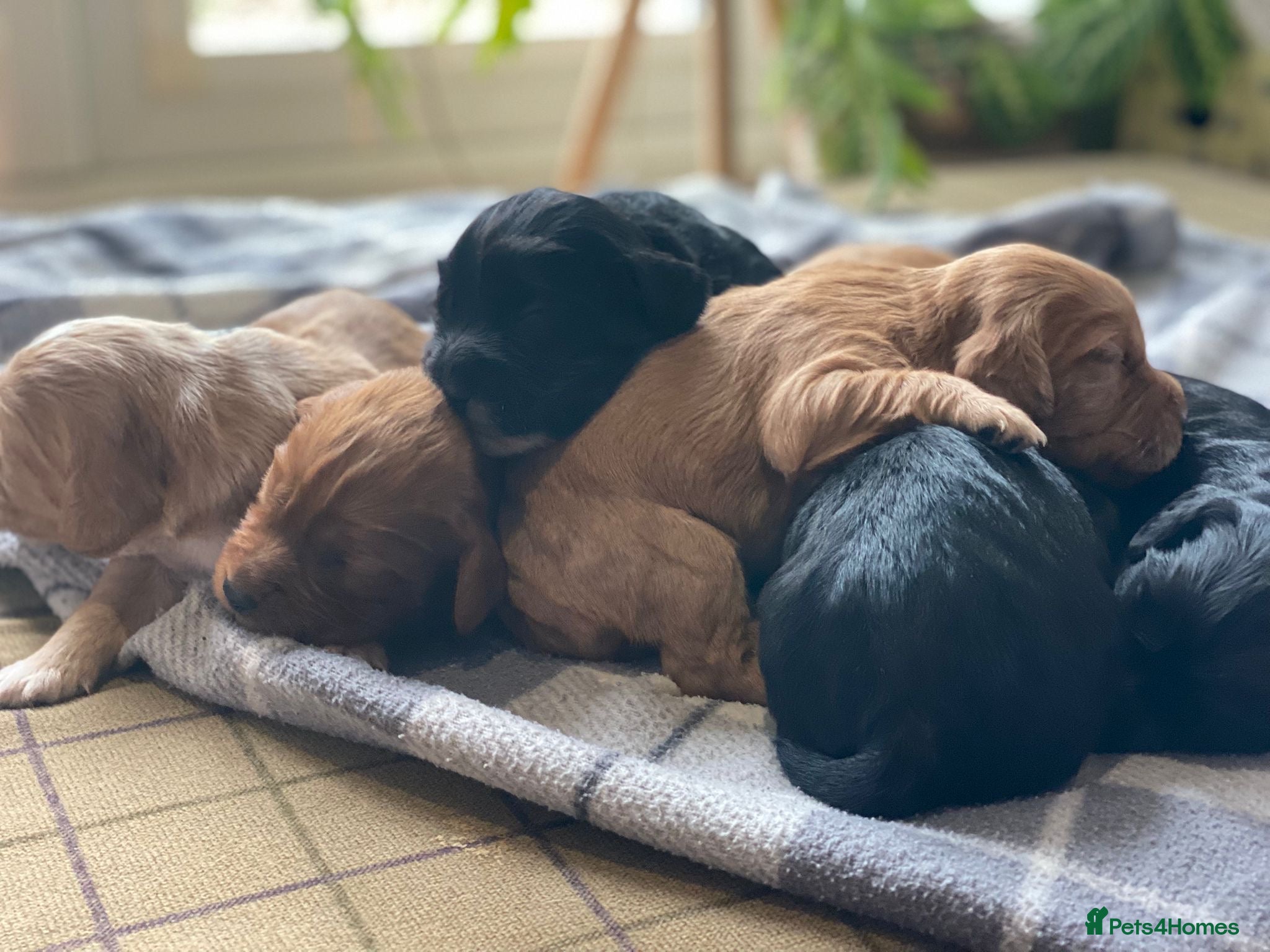 Cocker Spaniel dogs Stunning KC working cocker spaniels  - Advert 1