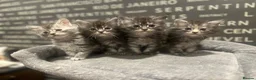 Maine Coon cats for sale: Maine Coon Kittens  - Advert 5