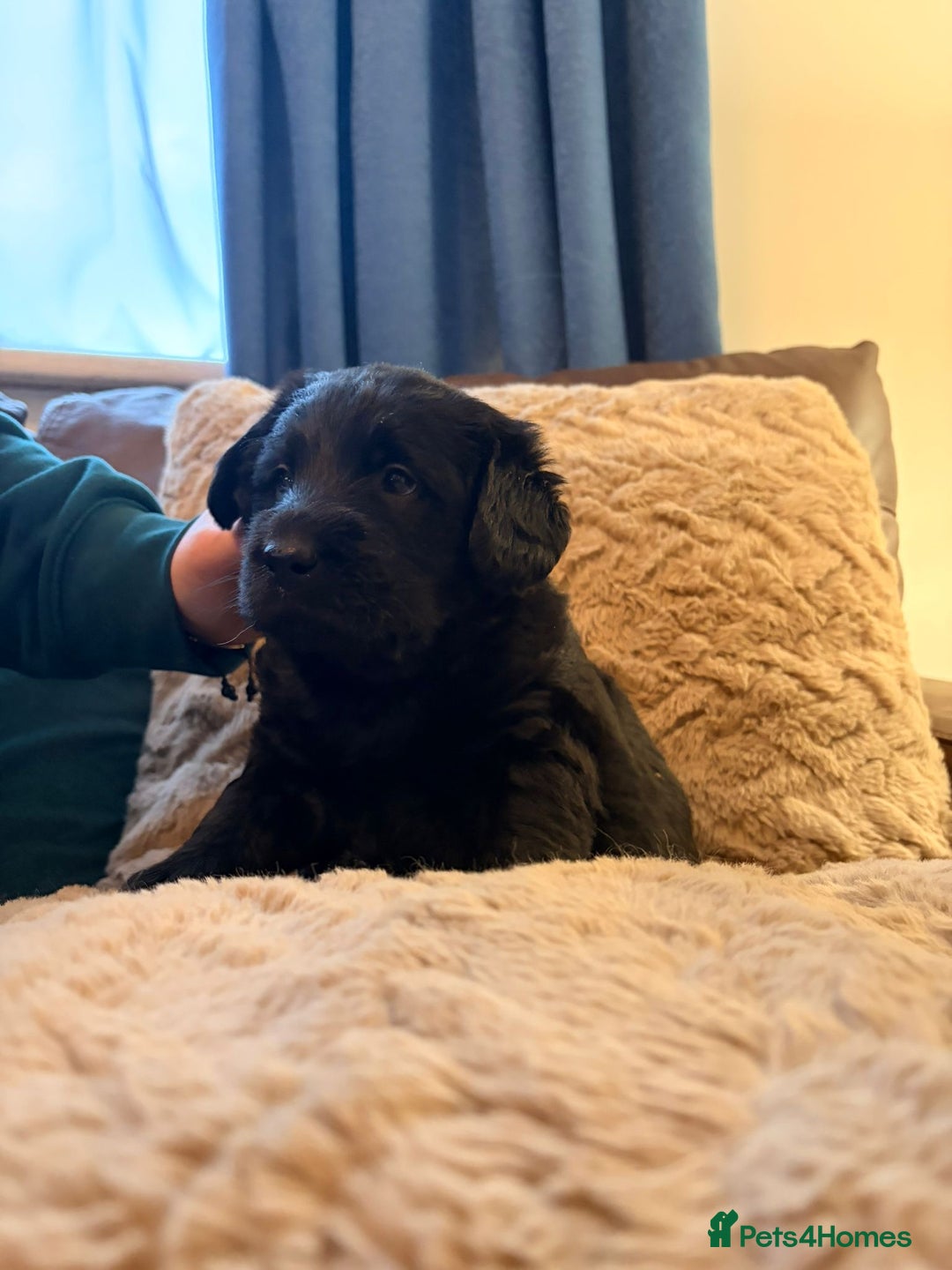 Labradoodle dogs for sale: 7 beautiful labradoodle puppies wanting a home - Advert 3