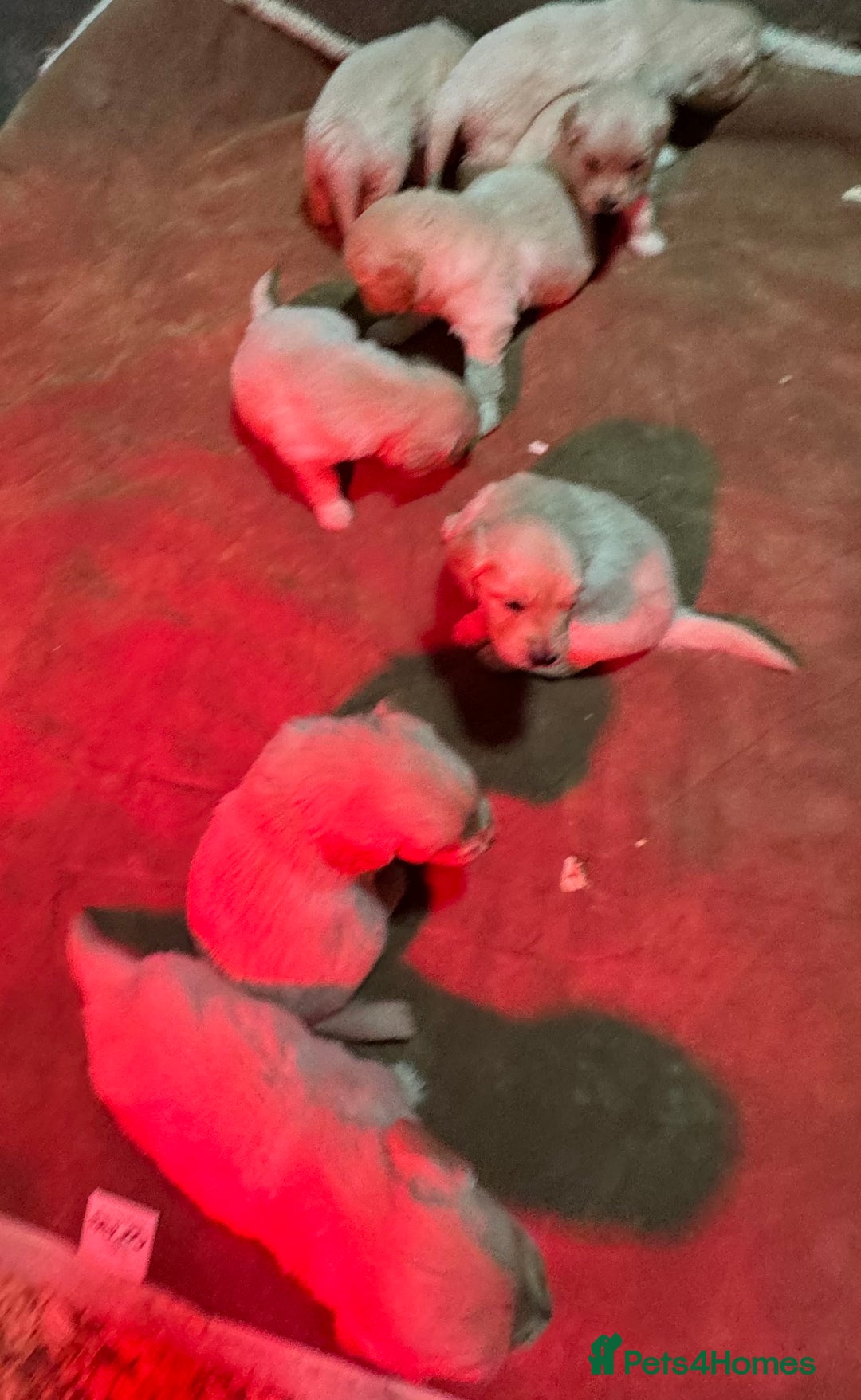 Golden Retriever dogs for sale: Beautiful Chunky Goldie’s  - Image 15