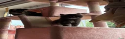 Domestic Shorthair cats for sale: One male kitten  - Advert 15