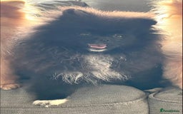 Pomeranian dogs for sale: Black Pomeranian, imported lines (Russian/polish) - Image 3