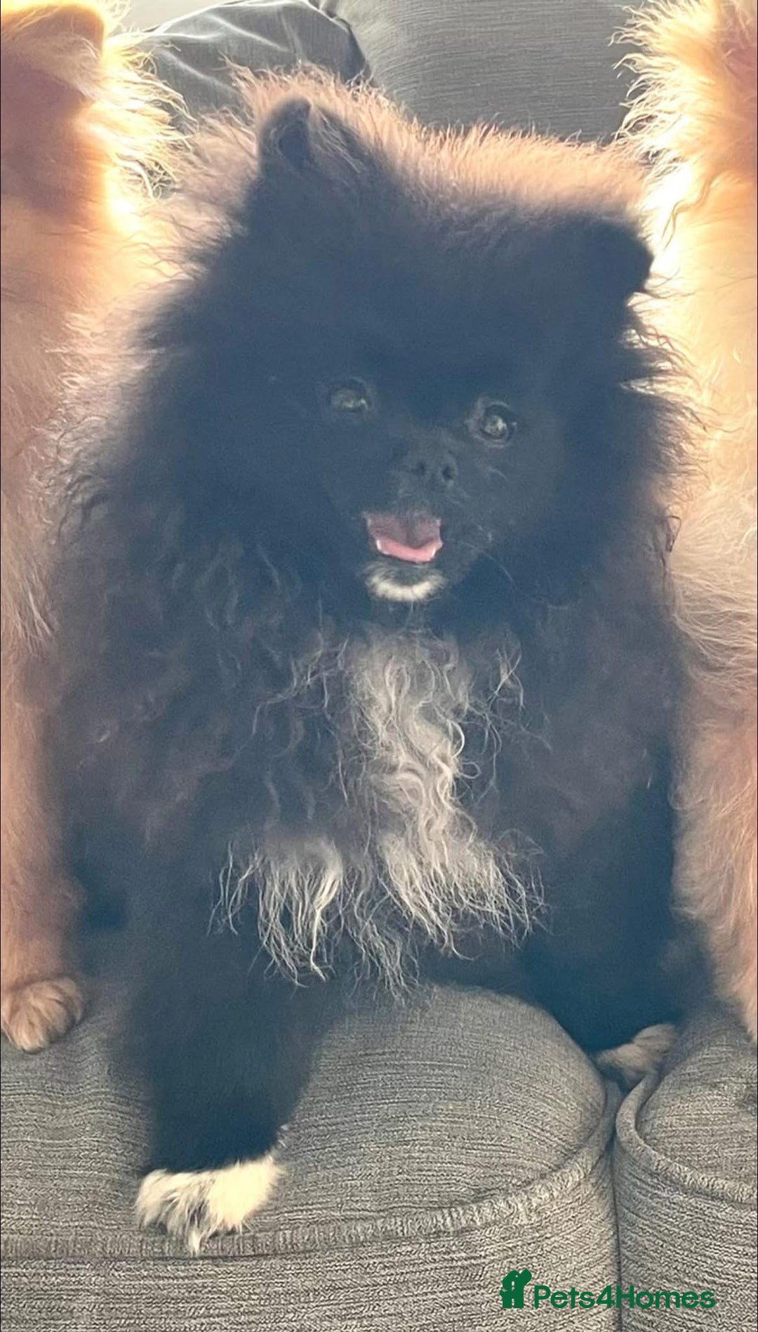 Pomeranian dogs for sale: Black Pomeranian, imported lines (Russian/polish) - Image 3
