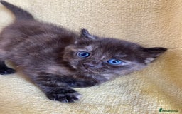 Maine Coon cats for sale: Maine coon x - Image 19