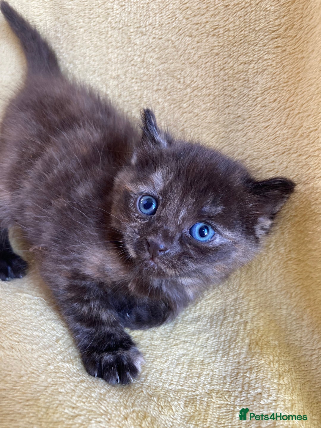 Maine Coon cats for sale: Maine coon x - Image 19