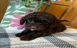 Cockapoo dogs for sale: Stunning Cockapoo puppies ready in a week  - Image 7