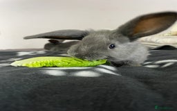 French Lop rabbits for sale: Blue French lopXDutch baby rabbits ready to go now - Image 11