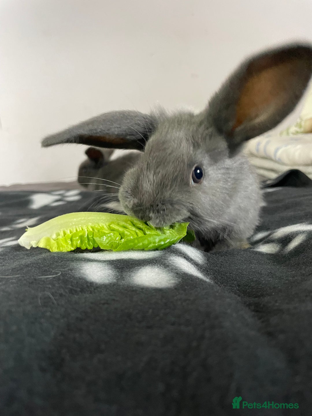French Lop rabbits for sale: Blue French lopXDutch baby rabbits ready to go now - Image 11