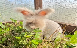 Angora rabbits for sale: Pedigree Full Faced & Maxi Faced English Angoras - Image 13