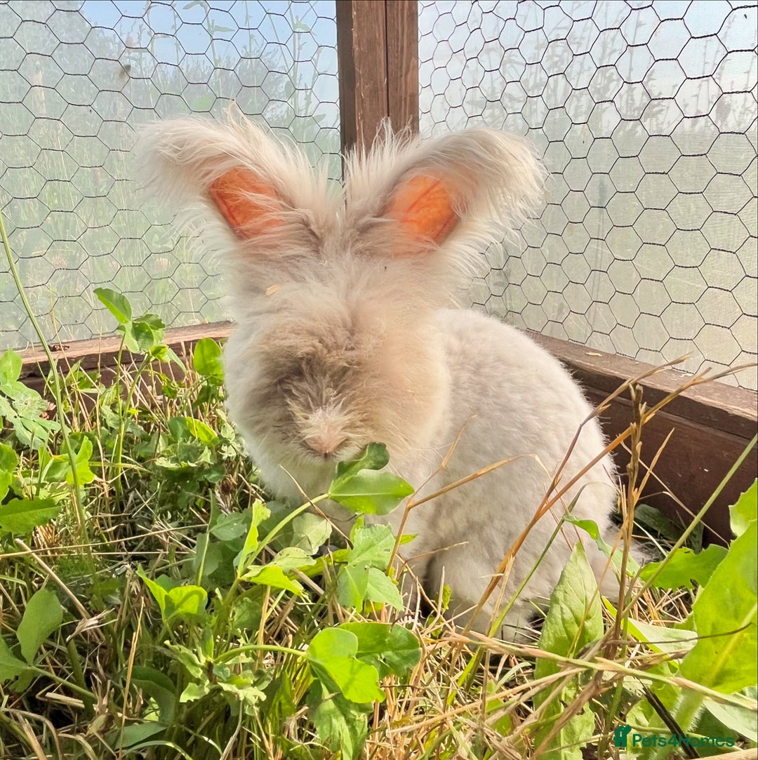 Angora rabbits for sale: Pedigree Full Faced & Maxi Faced English Angoras - Image 13