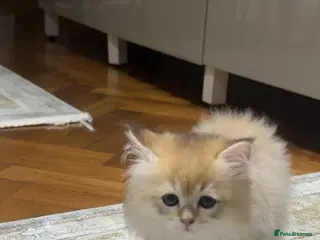 Scottish Fold cats Scottish fold straight kitten - Advert 2