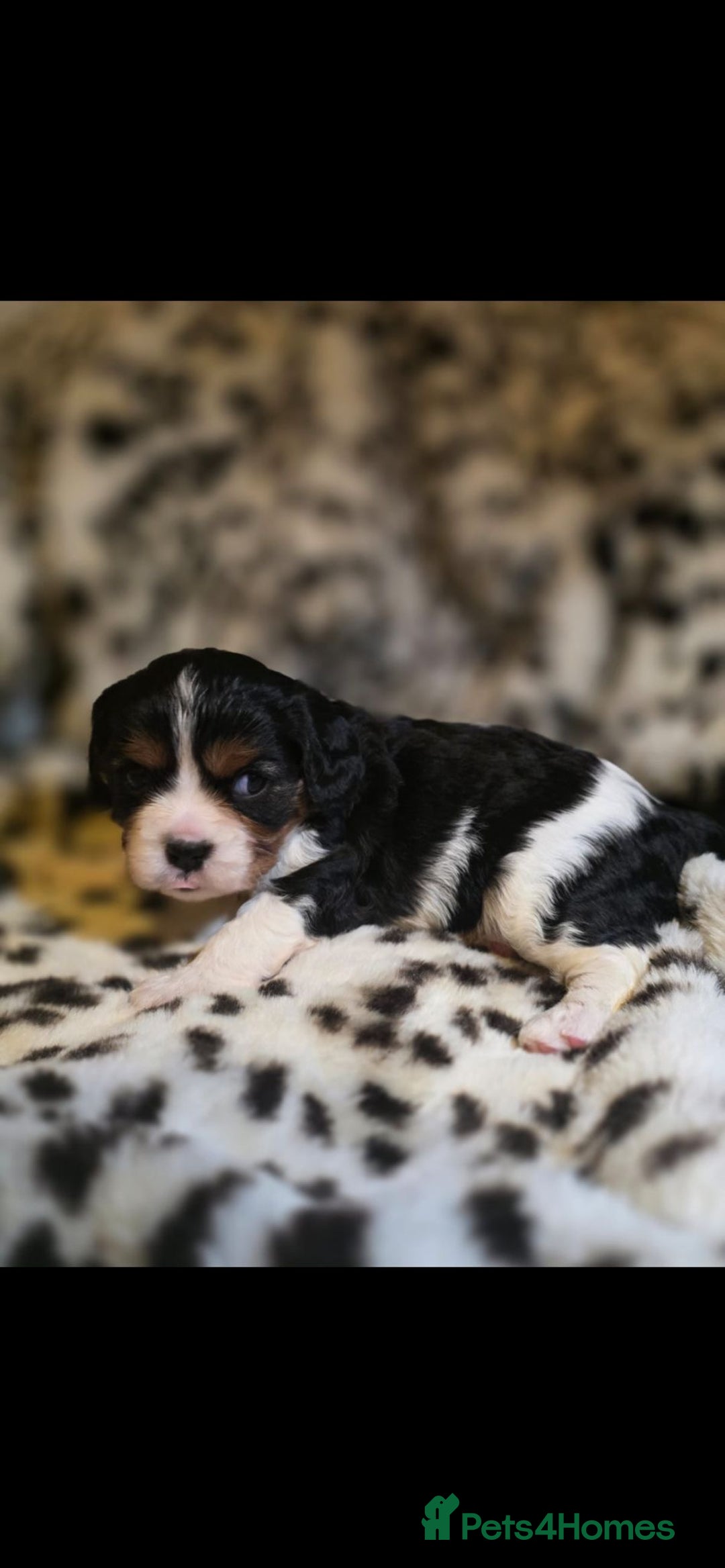 Cavalier King Charles Spaniel dogs for sale: 💫CKC STUNNING PUPPIES HEALTH TESTED 💫 - Advert 7