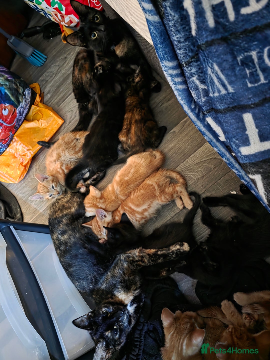 Mixed Breed cats for sale: 9 beautiful kittens - Advert 2