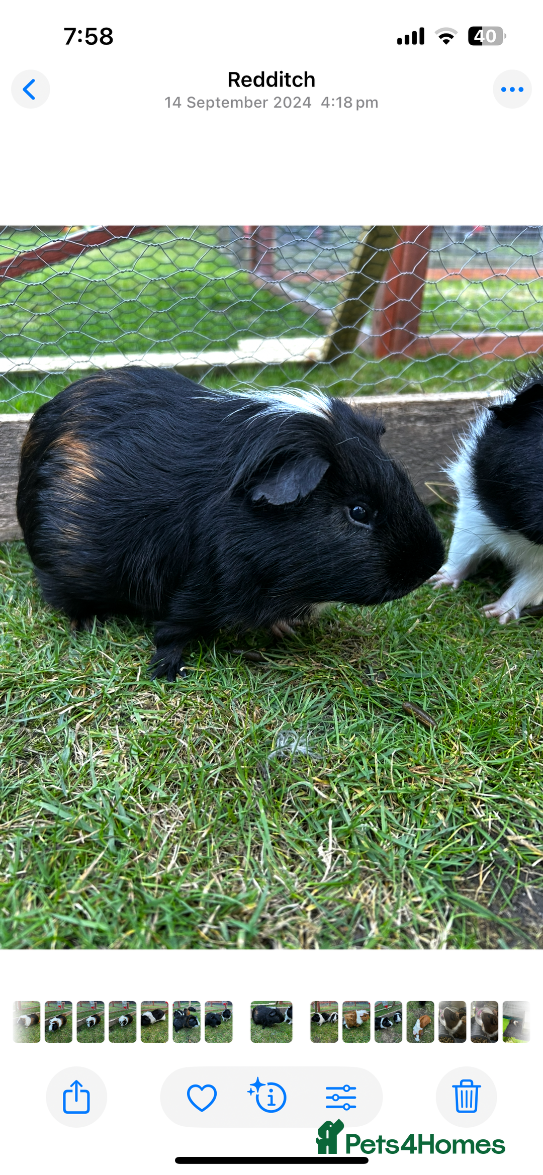 Guinea Pig rodents for sale: Jett & Fox- beautiful pair of bonded boys  - Advert 3