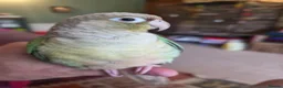 Conures birds for sale:  Hand readed Mooncheek Conure with Full Setup  in Montacute - Advert 25