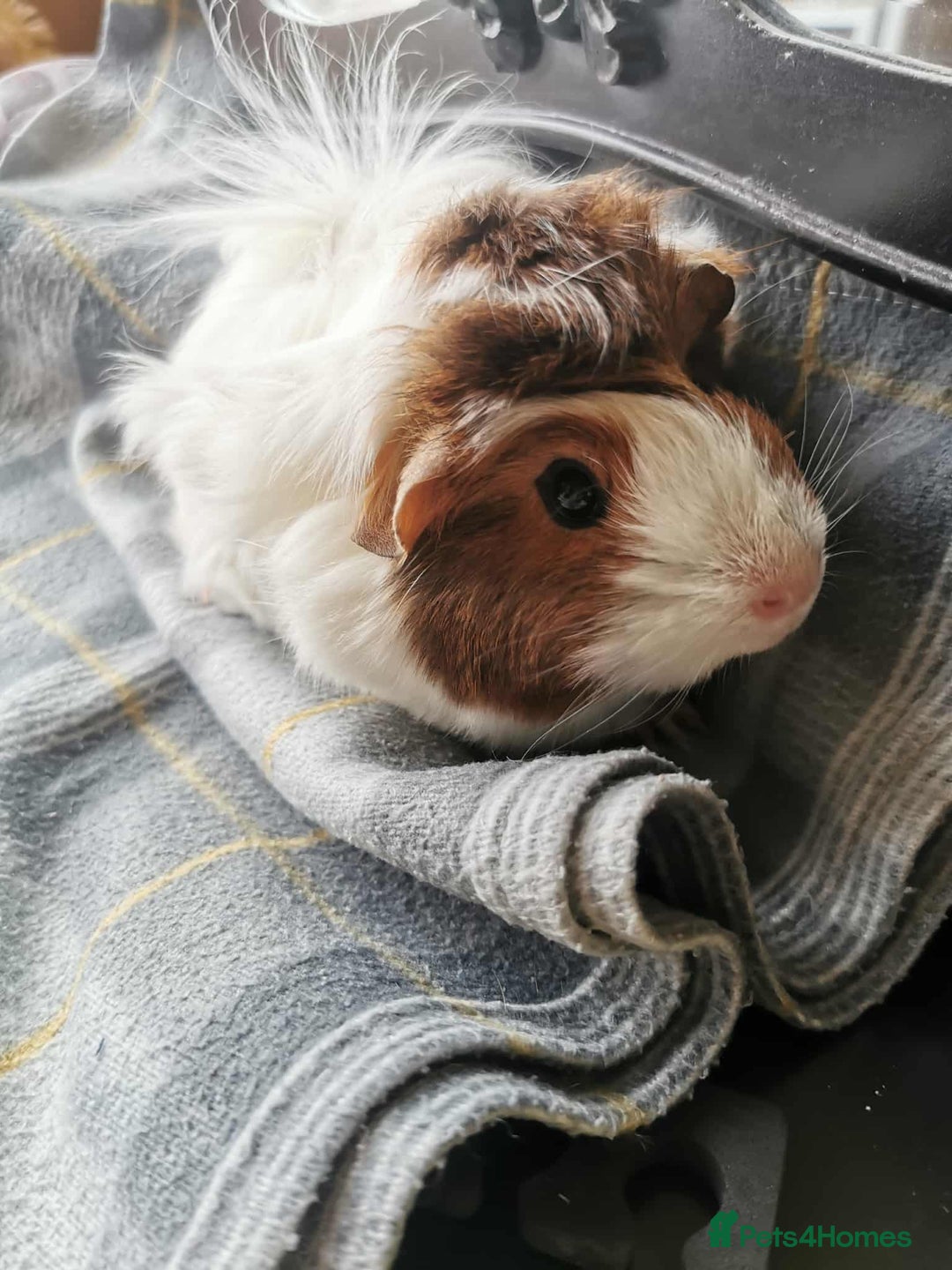 Guinea Pig rodents for sale: 2 Guinea Pig for SALE - Image 3