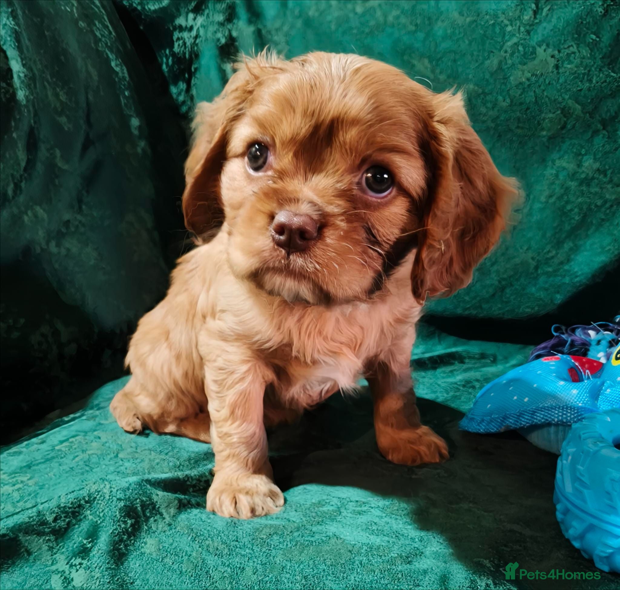 Cavalier King Charles Spaniel dogs 🤎 RKC registered Chocolate Cavaliers 🤎 - Advert 2